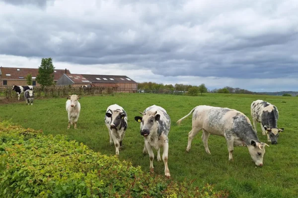 koeien bij de boerderij