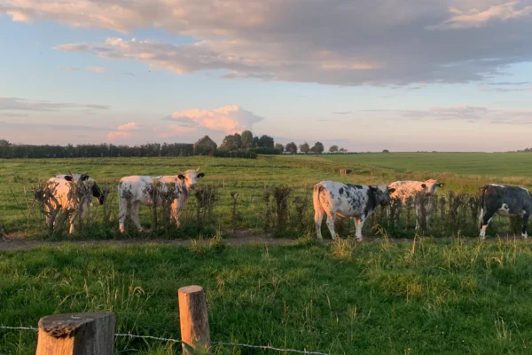 koeien bij de boerderij