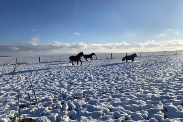 paarden in de sneeuw